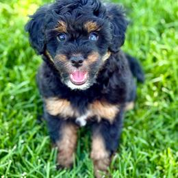 Rainy - Black phantom female Aussiedoodle puppy in Sterling, Colorado from North 40 Doodles