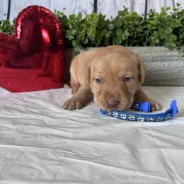Blue - Yellow male Labrador Retriever puppy in Newton Grove, North Carolina from Wayalife Labradors & Gsp’s