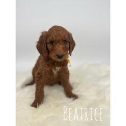 Beatrice - Red  female Goldendoodle puppy in Smithfield, Kentucky from KBK9 Kennels