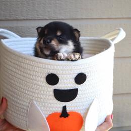 Shiba Inu puppies from Shinin Shibas