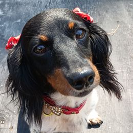 Sparkles - Dachshund