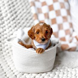 Aston - Red  male Goldendoodle puppy in Springville, Utah from Happy Doodle
