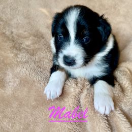 Mabel - Black tri-color female Australian Shepherd puppy in Dartmouth, Massachusetts from Tails of an Ausshole