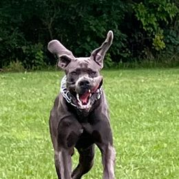 Great Dane Puppies from BkB’s House of Danes