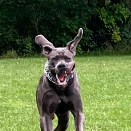 Great Dane Puppies from BkB’s House of Danes
