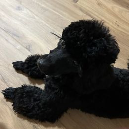 Coco - Havapoo