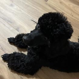 Coco - Havapoo