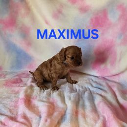 AKC MAXIMUS - Ruby male Cavalier King Charles Spaniel puppy in Joplin, Missouri, Missouri from HOL-A-DA CAVALIERS