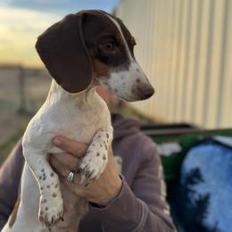 Dottie - Dachshund