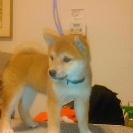Roki Yama Shibas breeder of 