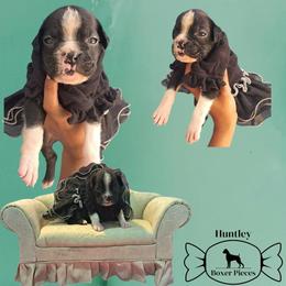 BETTY AKA MS GREEN - Brindle female Boxer puppy in Deland, Florida from Huntley Boxer Pieces
