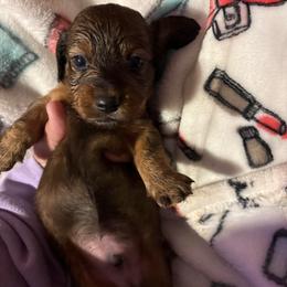 White collar - Black and tan male Dachshund puppy in San Antonio, Texas from Bear Bear's House of Doxies