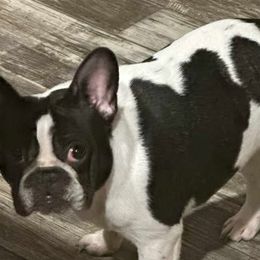 Ireland - French Bulldog