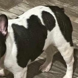Ireland - French Bulldog