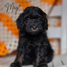 May - Phantom female Bernedoodle puppy in Cleveland, Georgia from Jam's Doodles And Poodles