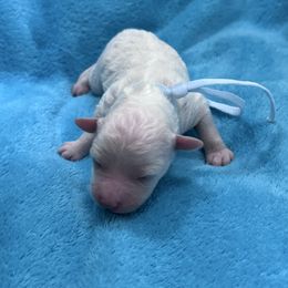 Teddy - White male Bichon Frise puppy in Gresham, Oregon from Lyudmyla Loves Puppies