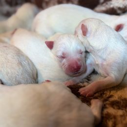Boy 5 - White male Siberian Husky puppy in Solon Springs, Wisconsin from Snowfall Siberians