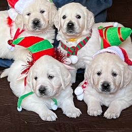 Golden Retriever Puppies from Kansas Prairie Pups