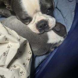 Boston Terrier Puppies from Aronow pups