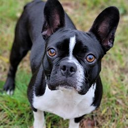 Frankie - Boston Terrier