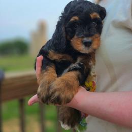 Bali - Tri-color female Bernedoodle puppy in Mc Gaheysville, Virginia from Doting Doodles