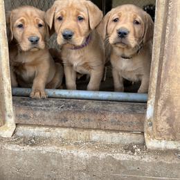 Labrador Retriever Puppies from J and D Retrievers