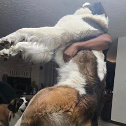 Rare mostly Saint bernad female - Brown and white female Saint Berdoodle puppy in Castle Rock, Washington from PNW Saint Berdoodles