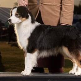 Skye - Miniature American Shepherd