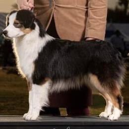 Skye - Miniature American Shepherd