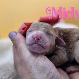 Midway - Apricot female Poodle puppy in Springfield, Oregon from Valaurah Farms