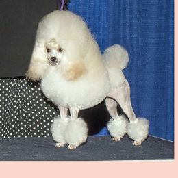 Ava - Poodle