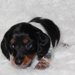 Piebald Boy 2 - Piebald male Dachshund puppy in Lily, Kentucky from Little Acres Miniature Dachshunds
