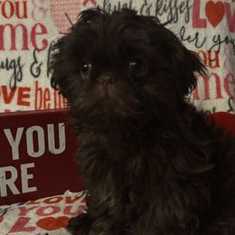 Boy 2 - Shih Tzu puppy from Mending Hearts Shih Tzu's