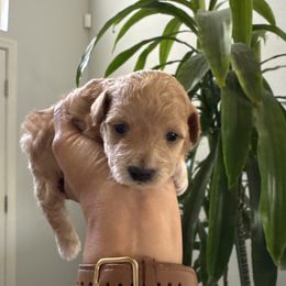 Eve - Apricot female Poodle puppy in Lathrop, California from Jamilette Delatorre's Poodles