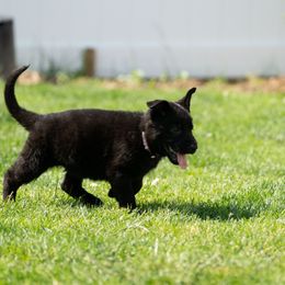 German Shepherd Puppies from Von Gonta Haus German Shepherds