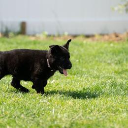 German Shepherd Puppies from Von Gonta Haus German Shepherds