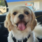 Toasty - Shichon