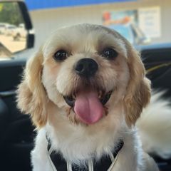 Toasty - Shichon