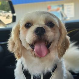 Toasty - Shichon