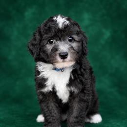 Eric - Black and white male Sheepadoodle puppy in Wharton, Texas from Little Fur Friends