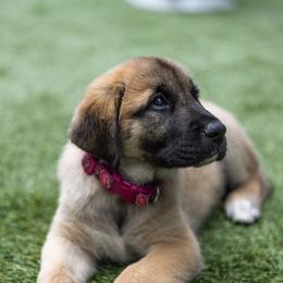 Anatolian Shepherd Dog Puppies from Fiddler’s Dream Anatolians