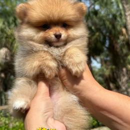 Amber Honey - Chocolate sable female Pomeranian puppy in North Naples, Florida from Moon Ranch Puppies