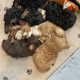 Poodle Puppies from Grandy’s Pretty Poodles