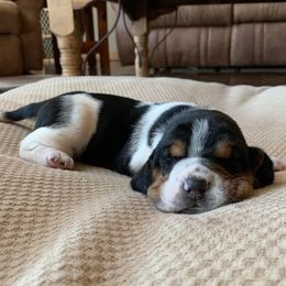 Basset Hounds from Shauna Jones Family Basset Hounds