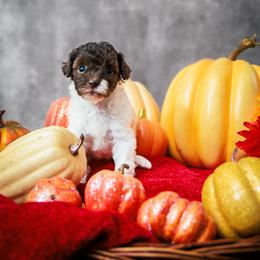 Cocoa Bean - Parti female Poodle puppy in Newborn, Georgia from Majestail Companions Co