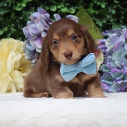 Cypress - Chocolate and tan male Dachshund puppy in Woodbine, Georgia from Bowdachs Cream Pies