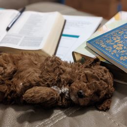 Cavapoo Puppies from Carolina Springs Breeding
