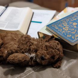 Cavapoo Puppies from Carolina Springs Breeding
