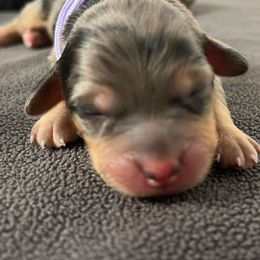 Bernedoodle and Poodle Puppies from Florida Prancy Paws