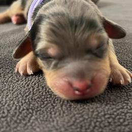 Bernedoodle and Poodle Puppies from Florida Prancy Paws